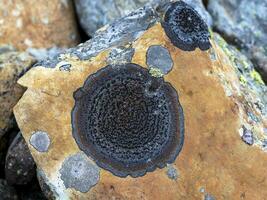 Texture of a round lichen on a stone in close-up. Natural texture with copy space. Amazing mineral. Piece of rock. photo