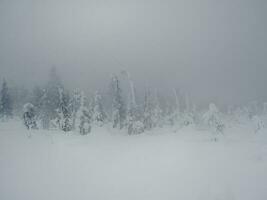 Fabulous winter spruce forest in a blizzard. The snow-covered trees are barely visible through the snow shroud. photo