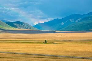 Lonely pine tree in a field. Empty beautiful highway on an summer mountain steppe. Highway through valley in highland in sunny day.  Spectacular view of distant giant mountains. photo