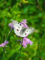 Beautiful Apollo Butterfly - Parnassius apollo, rests on a flower on a green grass background. Vertical view. photo