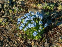 Beautiful floral natural background with forget-me-not photo