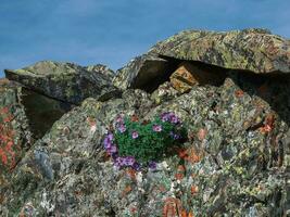 Wild mountain flowers bloom on the rocks. Wildlife flower background. Lush purple flowers bushes Paraquilegia microphylla. Background of mountain purple flowers. photo