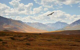 Panoramic shadow view of sunny colorful mountain landscape with a prairie in golden sunlight in autumn in pastel colors. Mountain plateau with a dwarf birch of the red color of the sunlit mountainside photo