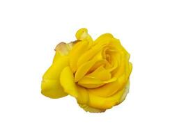 Yellow rose isolated on white background. Beautiful still life. Spring time. Flat lay, top view photo