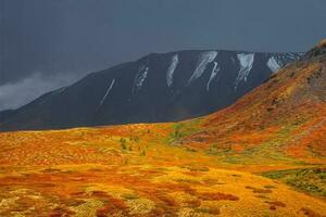 Dramatic fiery colorful mountain landscape with a hillside in golden sunlight in autumn. Mountain plateau with a dwarf birch and cedar forest of the sunlit mountainside under dark sky. photo