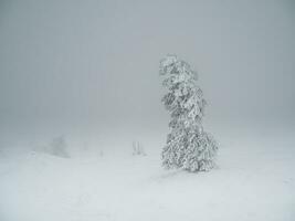 mágico extraño siluetas de arboles son borracho con nieve. ártico duro naturaleza. un místico hada cuento de el invierno brumoso bosque. nieve cubierto Navidad abeto arboles en ladera de la montaña foto