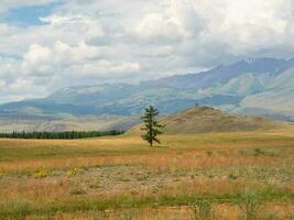 Dramatic view to old cedar tree in sunlit steppe against green large mountains in low clouds after rain. Bright landscape with high mountain range in rain and steppe in sunlight in changeable weather. photo