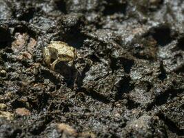 A small frog Rana in the mud at night photo