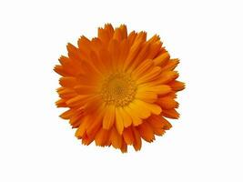 naranja maravilla flor es aislado en un blanco antecedentes foto