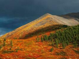 Dramatic fiery colorful mountain landscape with a hillside in golden sunlight in autumn. Mountain plateau with a dwarf birch and cedar forest of the sunlit mountainside under dark sky. photo