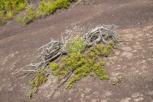 engancharse con un arbusto en el Pendiente de el chamuscado suelo. resistente a la sequía vegetación en rocoso suelo. sucio grunge textura con blanco arbusto flores antecedentes. arbusto en el desierto. foto