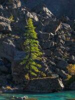 árbol crecer en piedras cerca lago en contra antecedentes de montañas a puesta de sol. abeto crece en el rocas en el maravilloso noche ligero. vertical vista. foto