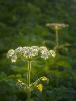 White flowers, soft focus. Hogweed flowers grows in the evening field, close up. photo