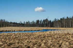 Spring landscape with a blue river and swamp. photo