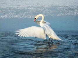 grande blanco cisne activamente solapas sus alas mientras en pie en el agua en primavera. foto