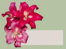 Lily flower on a green background. Greeting card for celebration. Empty space for text photo