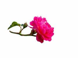 Pink rose isolated on white background. Beautiful still life. Spring time photo