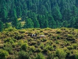 Two purebred cows standing on an alpine pasture together. A steep mountain slope with two cows grazing. Green alpine pasture. photo