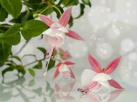 Beautiful bunch of a blooming pink and white fuchsia flowers over natural gray background with bokeh. Flower background with copy space. Soft focus photo