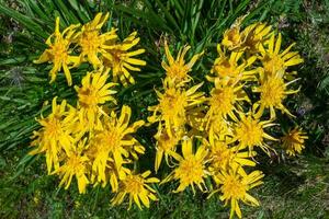 Crepis sibirica, branch with yellow flowers from Altai mountains against green lawn background. photo