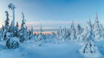 Beautiful frosty winter morning in a polar wood plastered with snow. Snow covered Christmas fir trees on mountainside. Arctic harsh nature. Sunrise over the polar hill. Panoramic view. photo