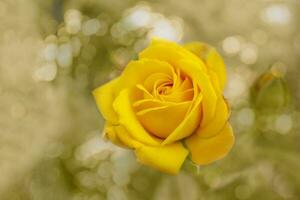 Beautiful blooming yellow rose flower over natural light backdrop. Flower background with copy space. Soft focus photo
