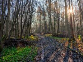 bosque limpieza. un la carretera mediante el Mañana primavera bosque. primavera claro el bosque de muerto madera. bosque callejón con pila de algo de ramas preparado para exportar foto