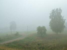 A foggy road with Telegraph poles. photo