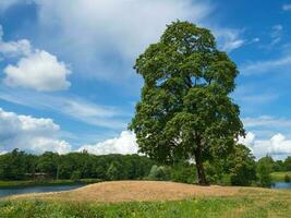 big tree in the park photo