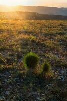 Dawn in the mountains. The rays of dawn fall on the young fir trees. Vertical view photo