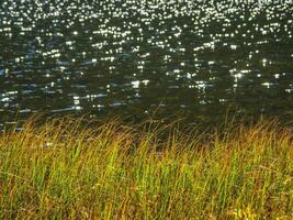 Lake, autumn reeds and daylight sun with bokeh. Beautiful natural background with fall leaves of reeds against the dark of the water. photo