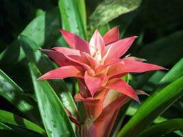 Bromelia or pink Bromelia plant in the garden photo