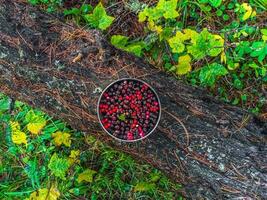 cuenco con recogido salvaje bayas soportes en un tocón en el bosque. regalos de naturaleza, arándanos y negro grosellas en un plata bol. foto