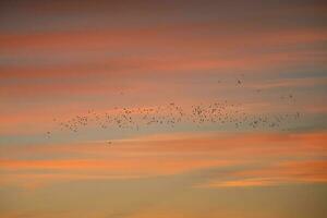 A large flock of birds against the red evening sky. photo