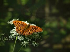 A bright orange large mother of pearl butterfly sitting on a white flower against blurred green grass. Close up photo