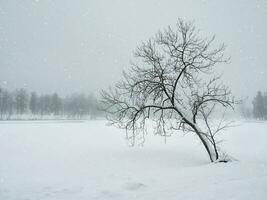 Blizzard in the winter park. Tree under snow cover. Crooked tree in the winter. Minimalistic winter landscape. Copy space. photo