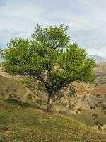 Bright spring background of a green tree with young foliage. Lonely tree growing on top of the rock. High-altitude pasture in spring. Vertical view. photo