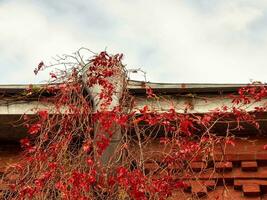 antiguo Tubo de desagüe en el techo de el casa con rojo hojas de salvaje uvas foto