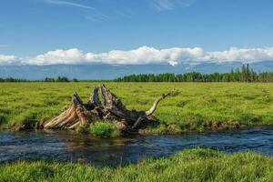 Fabulous driftwood in a nature reserve. Snag Dinosaur on the bank of a mountain stream. Snags of bizarre shape on a green lawn. photo