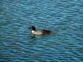 Young bird Canvasback duck on a blue water. photo