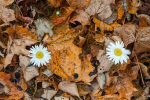 flores son fuera de estación, se metamorfosea de naturaleza. dos manzanilla flores entre otoño amarillo hojas. manzanilla entre el caído hojas, en tarde otoño concepto. foto