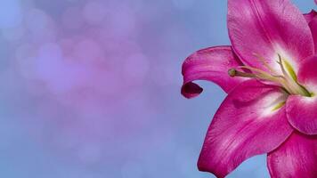 Beautiful bunch of red Lily flower on blue blurred background. photo