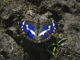 A large Purple Emperor butterfly Apatura ilia sits on the land on a sunny summer day photo