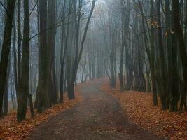 vacío brumoso otoño callejón en un parque con arces en tarde otoño. místico otoño paisaje con Mañana niebla y camino en el parque. foto