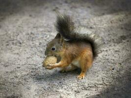 Squirrel feeding close up. Wild animals in the park photo