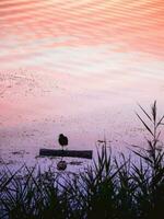 encantador pequeño aves en pie en uno pierna. el lago pájaro descansa en pie en uno pierna en el noche foto