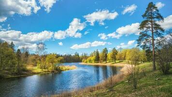 Spring landscape with a tree by the lake. photo