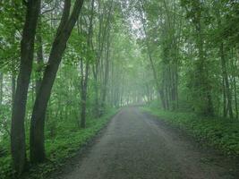 A misty winding road in the morning forest photo