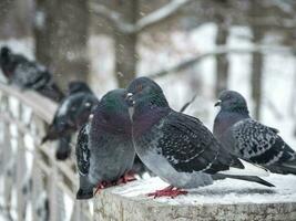 Portrait of a pigeon in winter. Birds in the winter. The hard life of animals and birds in winter concept. photo