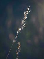 Beautiful abstract minimalistic natural background with a dry blade of grass at sunset. Soft focus photo